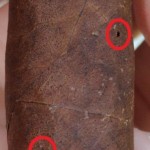 The beetles bored holes through the layers of cigars - click to enlarge