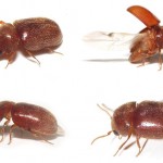 Lasioderma-serricorne