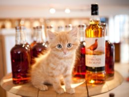 The-Famous-Grouse-distillery-cat-1024x682