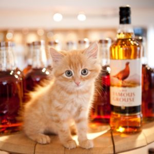 The-Famous-Grouse-distillery-cat-1024x682